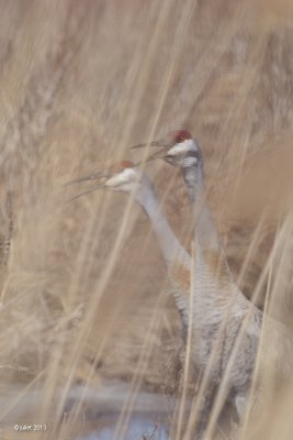 Grue du Canada (Sandhill crane)