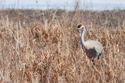 Grue du Canada (Sandhill crane)
