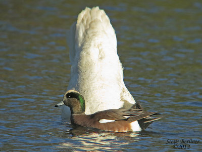 Ducks, Geese Swans