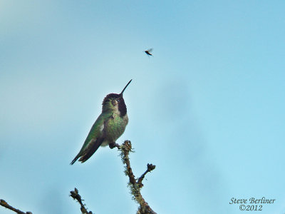 Annas Hummingbird male