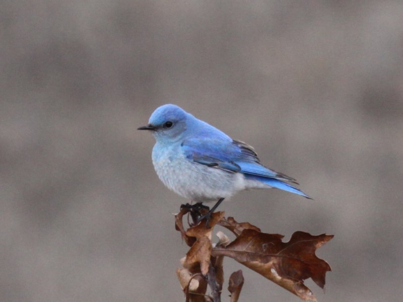 Mountain Bluebird