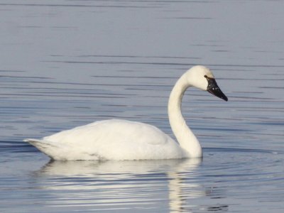 Tundra Swan