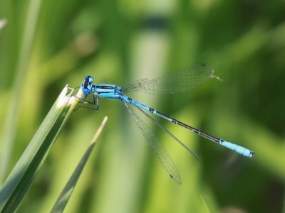 Azure Bluet