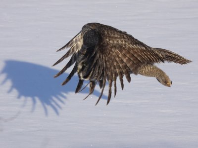 Great Gray Owl 01a.jpg