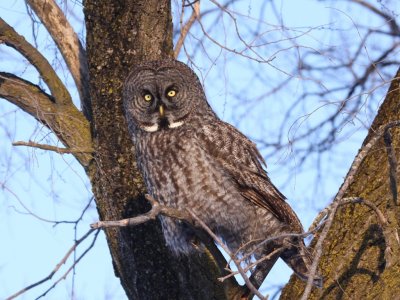 Great Grey Owl