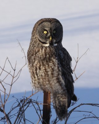 Great Grey Owl