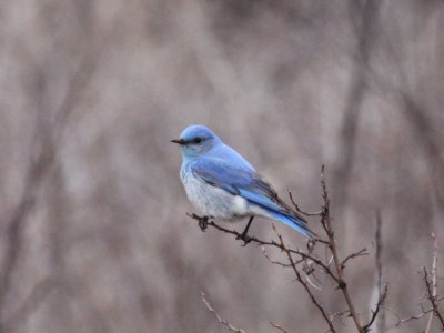 Mountain Bluebird