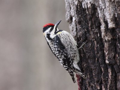 Woodpeckers