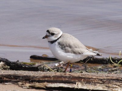 Piping Plover