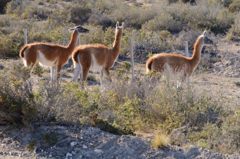 Patagonia 01_DC17473.jpg