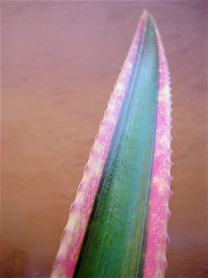 PINEAPPLE FOLIAGE