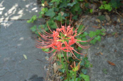 DSC_0093.JPG