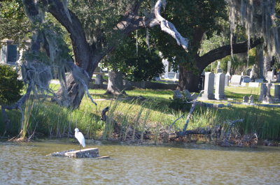 DSC_0423.JPG