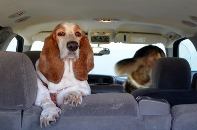 01 sasha doesn't mind riding in the back, but buddy likes the front seat.jpg