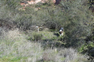 Cajon Pass 29 January