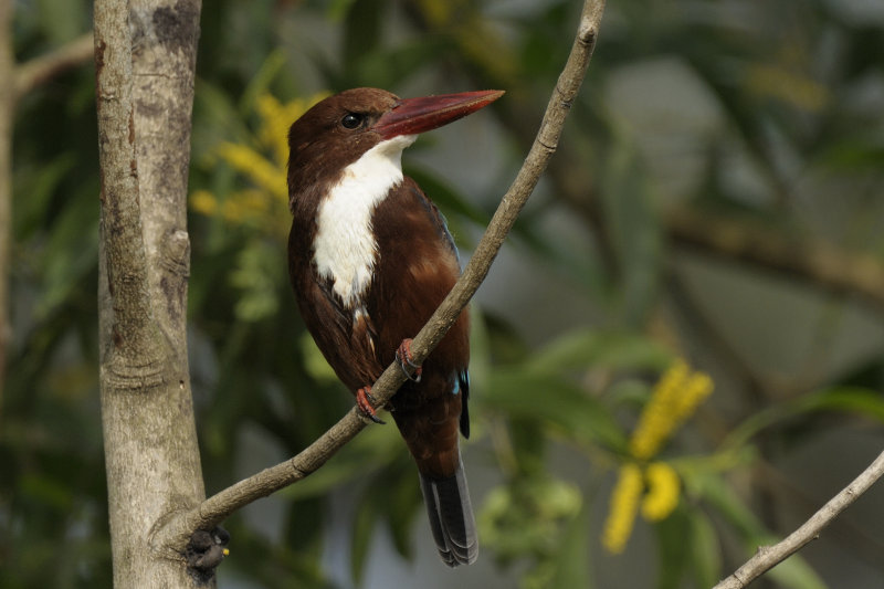 White-throated Kingfisher   Goa,India