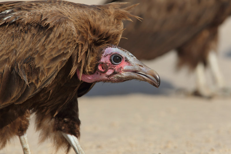 Hooded Vulture  Gambia