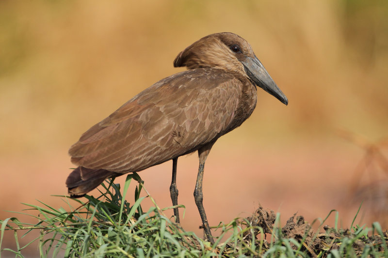 Hammerkop Gambia
