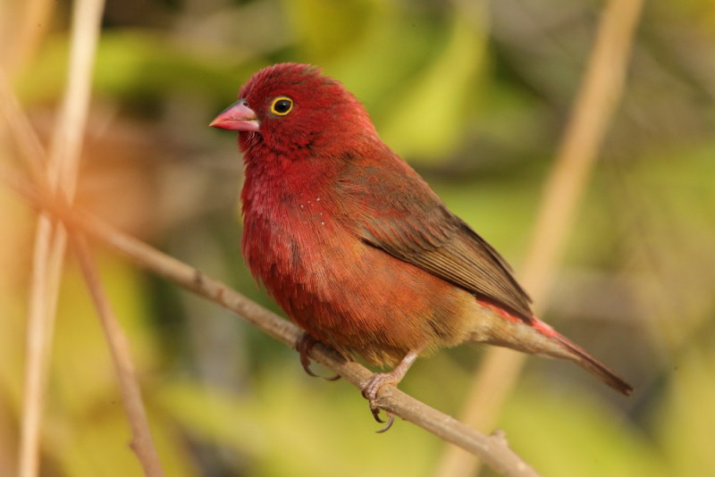 Firefinch,Red-billed 