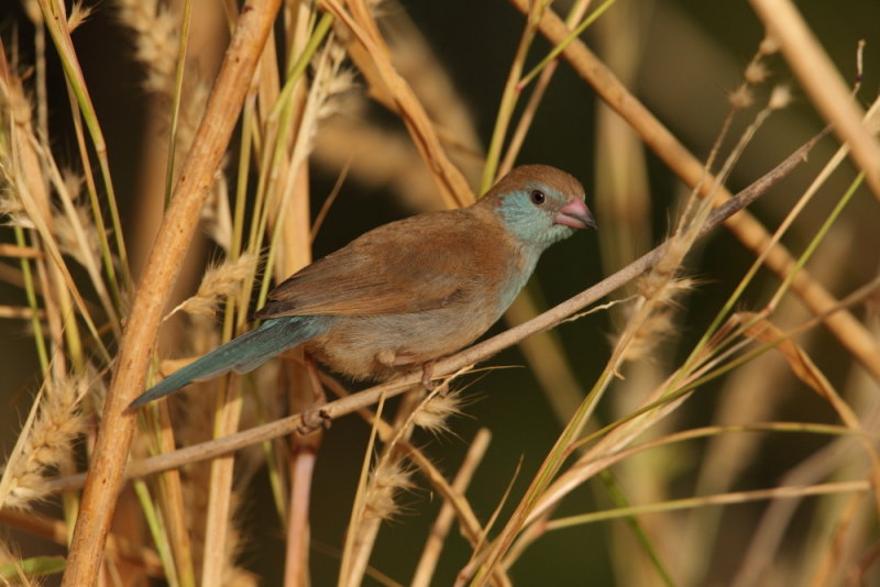 Red-cheeked Cordon Bleu   Gambia