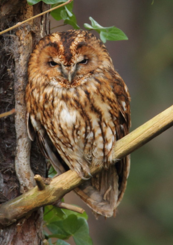 Tawny Owl  Wales
