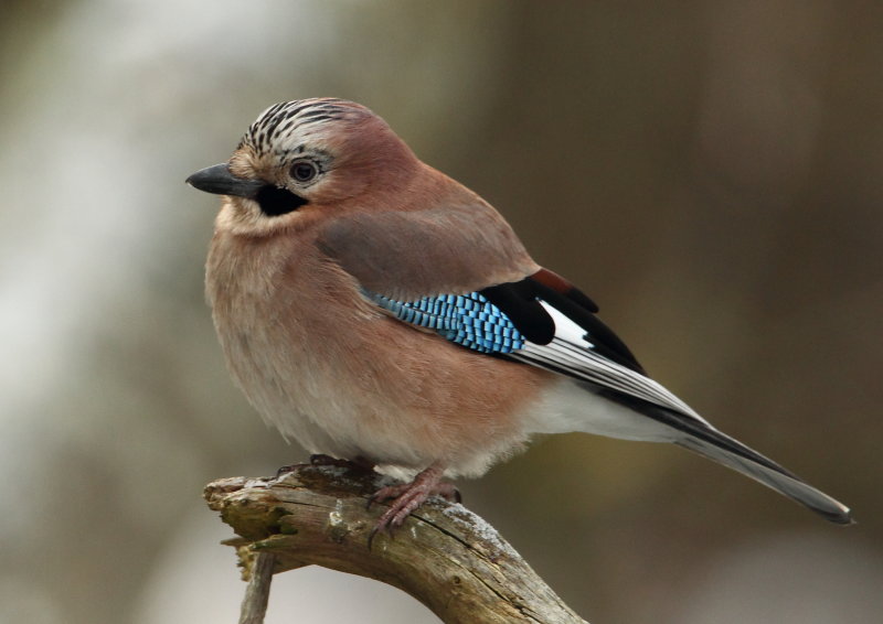 Jay  Llandudno Wales