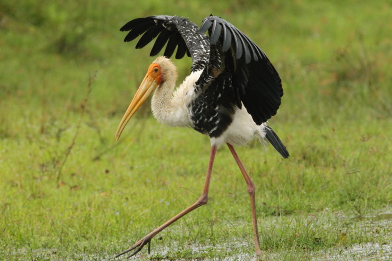 Painted Stork    Sri Lanka