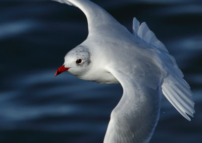 Mediterranean Gull    Colwyn Bay