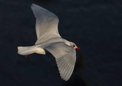 Mediterranean Gull    Colwyn Bay