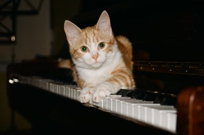 Foxy piano cat