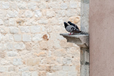 Dubrovnik, other residents