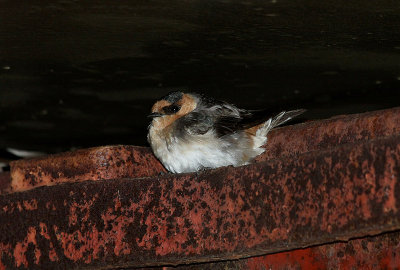 Hirondelles  front brun (Cave Swallows), Isle-aux-Coudres, Quebec, 13 novembre 2012