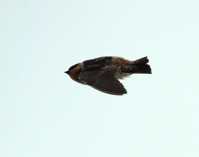 Hirondelle  front brun (Cave Swallow), Isle-aux-Coudres, Quebec