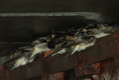 Hirondelles  front brun (Cave Swallows), Isle-aux-Coudres, Quebec