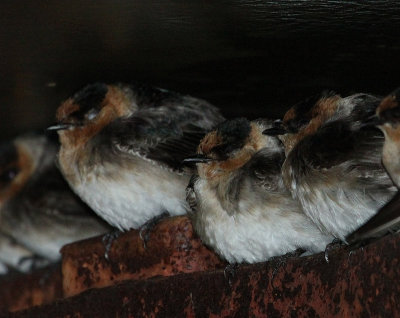 Hirondelles  front brun (Cave Swallows), Isle-aux-Coudres, Quebec
