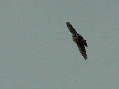 Hirondelles  front brun (Cave Swallows), Isle-aux-Coudres, Quebec, 13 novembre 2012