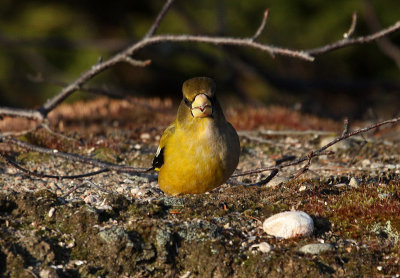 Gros-bec-errant gynandromorphe, Tadoussac, gynandropmorph Evening Grosbeak