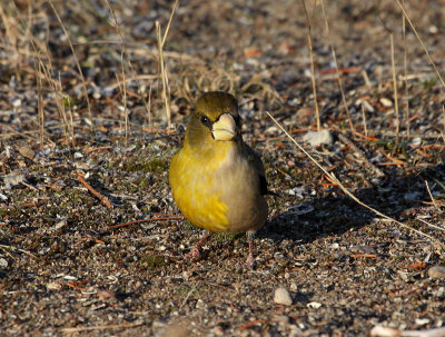 Gros-bec-errant gynandromorphe, Tadoussac, gynandropmorph Evening Grosbeak