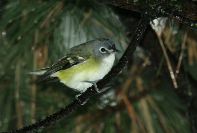 Viréo à tête bleue, Pointe-Claire