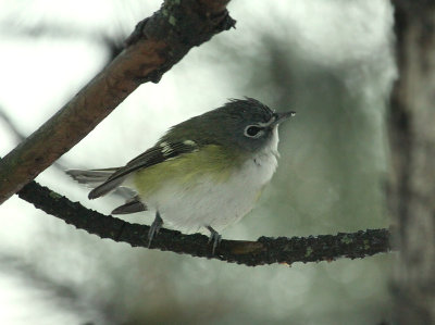 Viréo à tête bleue, Pointe-Claire