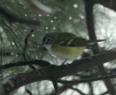 Viréo à tête bleue, Pointe-Claire