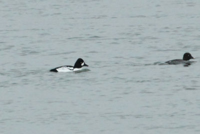 Hybride Garrot à oeil d'or x Garrot d'Islande, St-Jean, Hybrid Common X Barrow's Goldeneye
