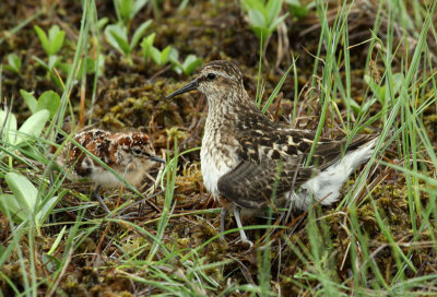 Poussins Bécasseaux minuscules et adulte, région de Fermont
