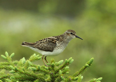 Bécasseau minuscule, région de Fermont