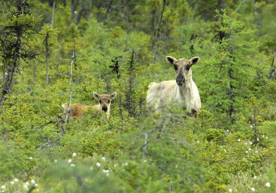 Caribou des bois, région de Fermont