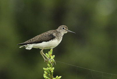 Chevalier solitaire, région de Fermont