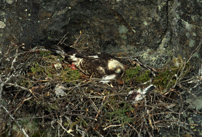 Aigle royal au nid, région des Mont-Groulx