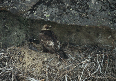 Aigle royal au nid, région de Fermontl