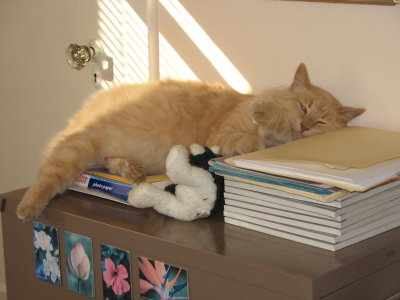 Cocoa sleeping on folders, Sept. 2009