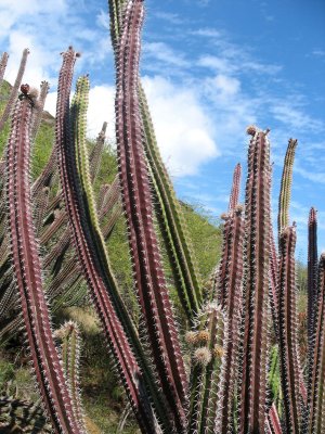 Cactus, Koko Crater Botanical Garden, Oahu, Hawaii